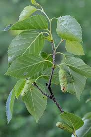 Attēlu rezultāti vaicājumam “Betula papyrifera leaf”
