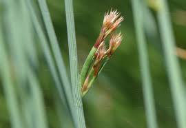 Attēlu rezultāti vaicājumam “Juncus capitatus fruit”