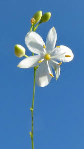 Attēlu rezultāti vaicājumam “Anthericum ramosum”