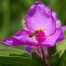 Attēlu rezultāti vaicājumam “Tradescantia virginiana flower”