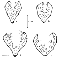Attēlu rezultāti vaicājumam “Festuca rubra subsp. rubra leaf”