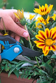 Image result for Gazanien