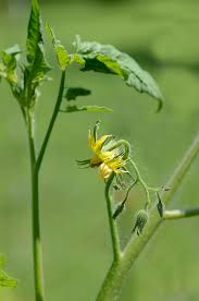Attēlu rezultāti vaicājumam “Lycopersicon esculentum leaf”