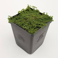 Attēlu rezultāti vaicājumam “Herniaria glabra”