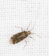 Attēlu rezultāti vaicājumam “Phytocoris longipennis”