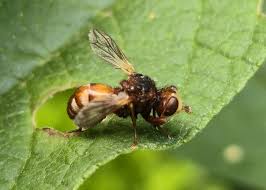 Attēlu rezultāti vaicājumam “Sicus ferrugineus”