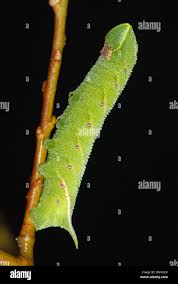 Attēlu rezultāti vaicājumam “Laothoe populi larva”