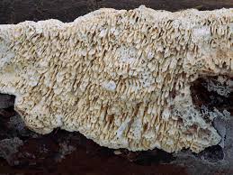 Attēlu rezultāti vaicājumam “Antrodia albida”