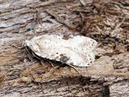 Attēlu rezultāti vaicājumam “Agonopterix alstromeriana”