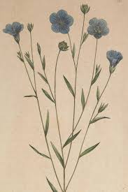 Image result for Linum usitatissimum
