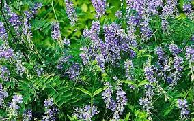 Attēlu rezultāti vaicājumam “Galega orientalis leaf”