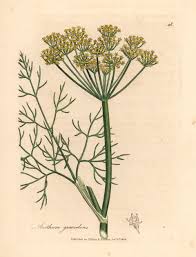 Attēlu rezultāti vaicājumam “Anethum graveolens”