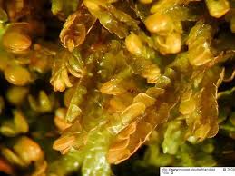 Attēlu rezultāti vaicājumam “Odontoschisma sphagni”