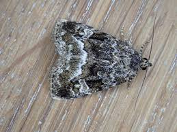 Attēlu rezultāti vaicājumam “Protodeltote pygarga”