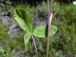 Attēlu rezultāti vaicājumam “Trifolium spadiceum flower”