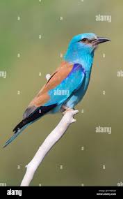 Attēlu rezultāti vaicājumam “Coracias garrulus adult”