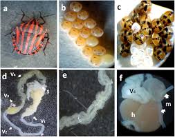Attēlu rezultāti vaicājumam “Graphosoma lineatum nymph”