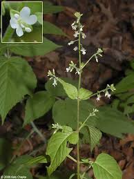 Attēlu rezultāti vaicājumam “Circaea lutetiana leaf”