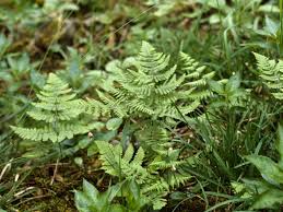 Attēlu rezultāti vaicājumam “Gymnocarpium robertianum”