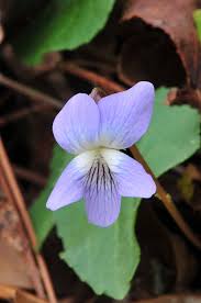 Attēlu rezultāti vaicājumam “Viola sororia”