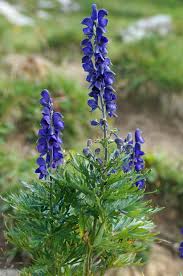 Image result for Eisenhut