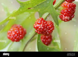 Attēlu rezultāti vaicājumam “Chenopodium foliosum”