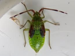 Attēlu rezultāti vaicājumam “Pantilius tunicatus”