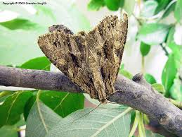 Attēlu rezultāti vaicājumam “Apamea monoglypha”