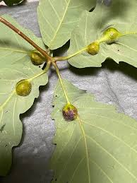 Attēlu rezultāti vaicājumam “gall”