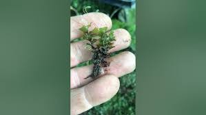 Attēlu rezultāti vaicājumam “Rhizomnium punctatum sporophyte”