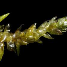 Attēlu rezultāti vaicājumam “Calliergon megalophyllum”