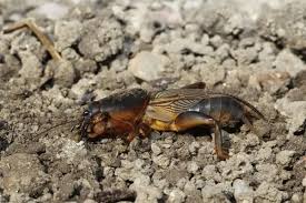 Attēlu rezultāti vaicājumam “Gryllotalpa gryllotalpa”