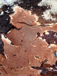 Attēlu rezultāti vaicājumam “Junghuhnia collabens”