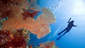 Image result for East Snorkellers