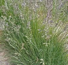 Attēlu rezultāti vaicājumam “Festuca ovina flower”