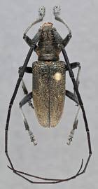 Attēlu rezultāti vaicājumam “Monochamus galloprovincialis”