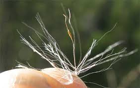 Attēlu rezultāti vaicājumam “Typha angustifolia  fruit”