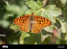 Attēlu rezultāti vaicājumam “Issoria lathonia upperside”