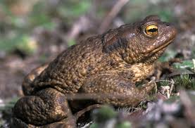 Attēlu rezultāti vaicājumam “Bufo bufo”