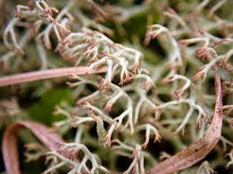 Attēlu rezultāti vaicājumam “Cladonia ciliata”