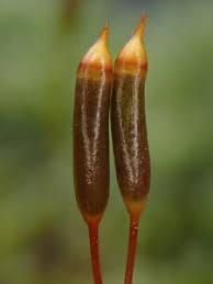 Attēlu rezultāti vaicājumam “Herzogiella seligeri”