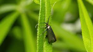 Attēlu rezultāti vaicājumam “Adelidae”