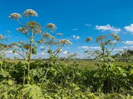 Attēlu rezultāti vaicājumam “Heracleum sosnowskyi fruit”
