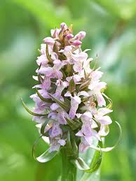 Attēlu rezultāti vaicājumam “Dactylorhiza incarnata flower”