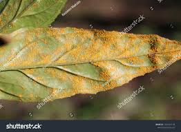 Attēlu rezultāti vaicājumam “Pucciniastrum areolatum”