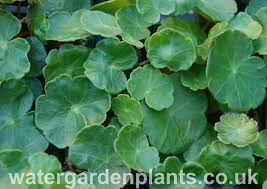 Attēlu rezultāti vaicājumam “Hydrocotyle vulgaris”