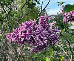 Attēlu rezultāti vaicājumam “Syringa vulgaris flower”