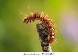 Attēlu rezultāti vaicājumam “Acronicta rumicis larva”