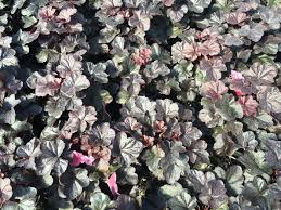 Image result for Heuchera `Midnight Rose`