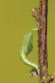 Attēlu rezultāti vaicājumam “Anthocharis cardamines underside”